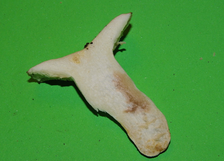 Russula misteriosa...